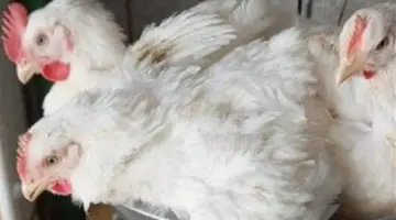 أسعار الدواجن اليوم الأحد 26-4-2026: من المزرعة إلى مائدة المستهلكين